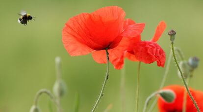 Un abejorro pasa por encima de una amapola roja en un campo cerca de Erisdorf, sur de Alemania.