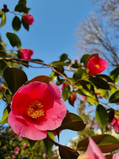 Una camelia en flor en el Jardín Botánico de Madrid.