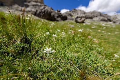 La rara flor Edelweiss (‘Leontopodium alpinum’) en el parque nacional de Ordesa y Monte Perdido (Huesca).