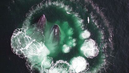 Un grupo de científicos de la institución oceanográfica de Woods Hole (Massachusetts, EE UU) ha encontrado una forma no invasiva de estudiar a las ballenas jorobadas: el uso de drones. Con ellos pueden tomar imágenes como esta y, además, recoger muestras de fluidos y ADN gracias al agua que los cretáceos expulsan a varios metros de altura cuando suben a la superficie. Con estas muestras se puede saber el estado de salud de los animales e incluso datos sobre su historia. El dron que tomó estas imágenes sobrevoló a la pareja de ballenas a 40 metros de distancia y luego salió despedido tres metros más allá por la respiración de uno de los animales.