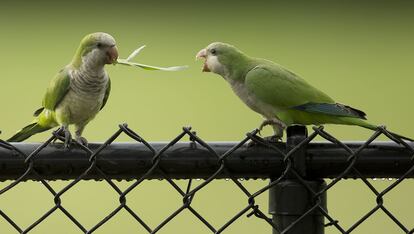 Dos cotorras silvestres se pelean por una brizna de hierba en Cooper City, Florida. 15 de julio de 2014.