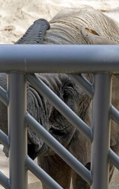 La nueva elefanta del Zoo de Barcelona, Bully, ya puede ser vista, desde lejos, por los visitantes.