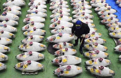Subasta de atunes gigantes en las nuevas instalaciones de la lonja de pescado de Toyosu, en Tokio.