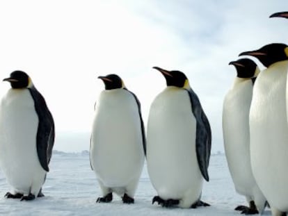 La investigadora catalana Josefina Castellví sabe mucho de pingüinos.