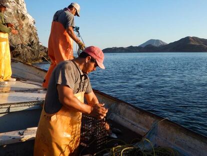 Pescadores de pulpo en México