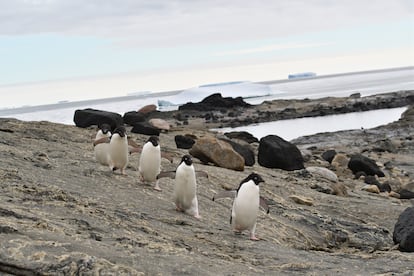 Grupo de pinguins-de-adélia na baía de Lützow-Holm, na Antártida, desfrutam de fácil acesso a alimentos para aumentar seu peso corporal e garantir sucesso reprodutivo no verão sem gelo.