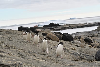 Unos pingüinos de Adelia caminan sin capa de hielo en la bahía Lützow-Holm (Antártida).