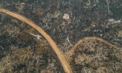 Árboles quemados yacen en el bosque de Chiquitania en las afueras de Río Blanco, Bolivia, el pasado día 12.