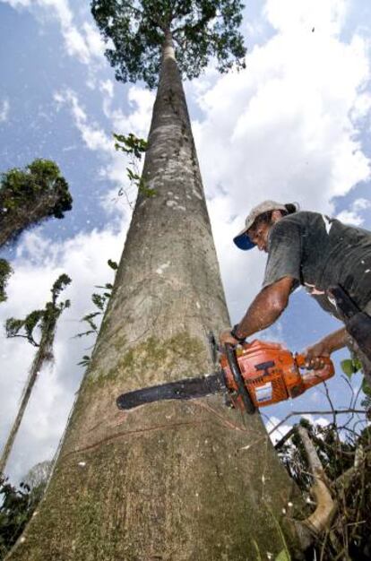 Explotación forestal en el Amazonas.