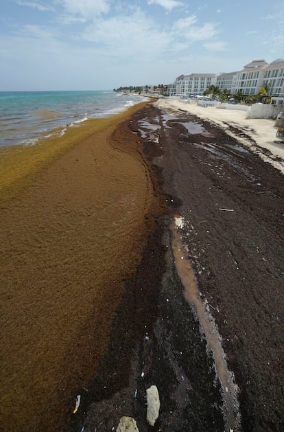 El crecimiento masivo del sargazo, han dicho los científicos, se debe a la contaminación global.