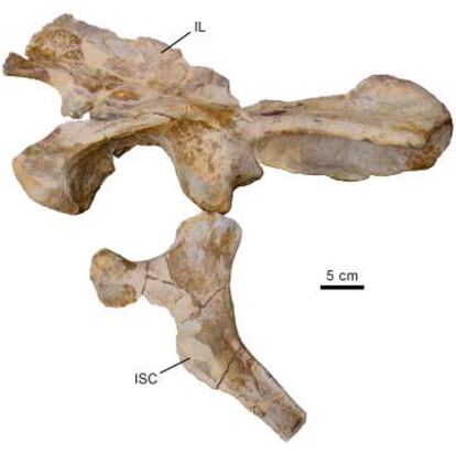 Cintura pélvica de 'Vallibonavenatrix cani', en la que se agrupan muchos de los caracteres identificativos de la especie