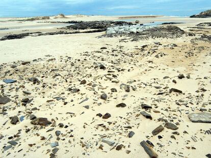 Estado de la laguna desecada de A Frouxeira, en Valdoviño, el pasado enero.