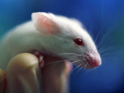 El tratamiento experimental ha tenido resultados prometedores en roedores.