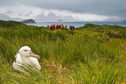 Un albatros viajero, una de las cuatro especies de albatros que viven en las islas Georgias del Sur