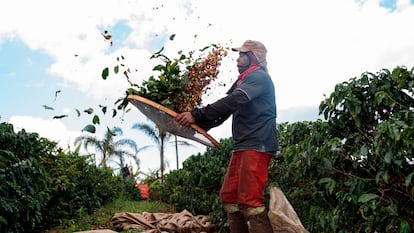 Agricultor separa grãos e folhas de café numa plantação brasileira.