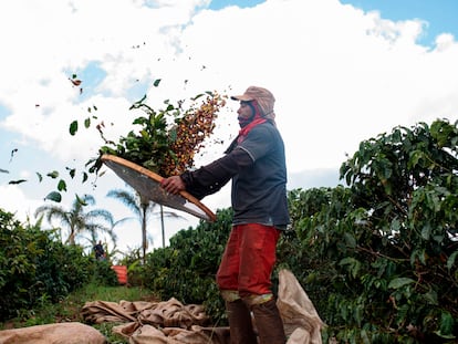 Agricultor separa grãos e folhas de café numa plantação brasileira.