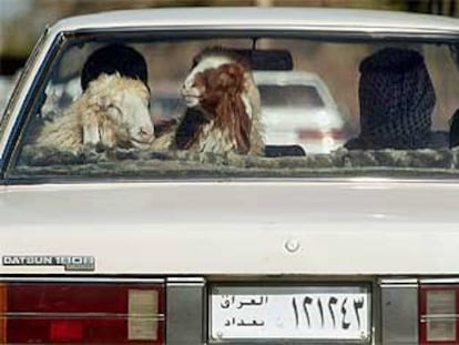 Dos ovejas viajan en la parte trasera de un automóvil en Bagdad.
/ ASSOCIATED PRESS
