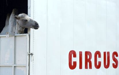 Un camello asoma la cabeza por la ventana de un camión cerca de Múnich (Alemania).