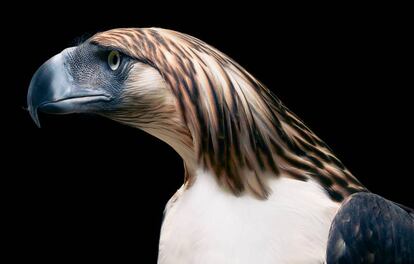 Águila morena o águila filipina (Pithecophaga jefferyi).