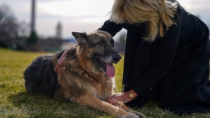 Jill Biden with Champ in January 2020.