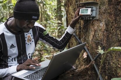 El doctorando Chadrack Kafuti descarga datos del dendrómetro conectado a una afrormosia (‘Pericopsis elata’), la segunda especie de madera noble más exportada de la República Democrática del Congo. Los datos indican cómo reaccionará al calentamiento global. “Estudios de base como este pueden evitar grandes meteduras de pata a la hora de gestionar los bosques”, afirma el experto asociado Centro para la Investigación Forestal Internacional (CIFOR) Nils Bourland. Entre los países importadores de afrormosia se cuentan Francia, Alemania y Bélgica.