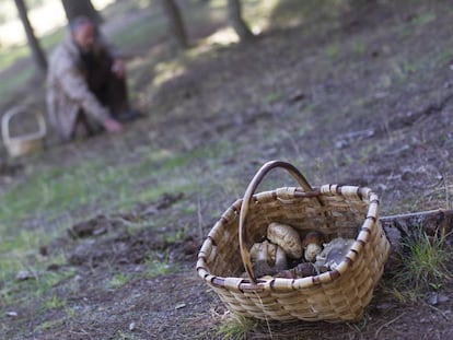 Un recolector de setas recoge ayer un ejemplar de macrolepiota en un bosque de La Pedriza.