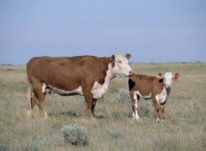 <i>Dominette L1,</i> la vaca de raza hereford  cuyo genoma se ha secuenciado, y una de sus crías.