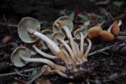 Un 'Hypholoma frowardii'.