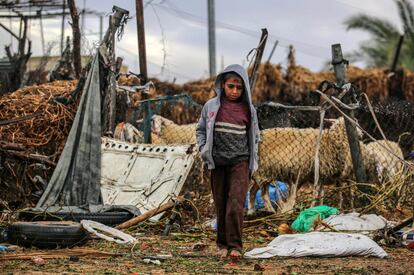 Un niño palestino camina descalzo cerca de un recinto de ovejas en el campo de refugiados de Araiba durante un día lluvioso, en Rafah, en el sur de la Franja de Gaza.