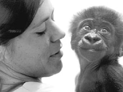 El séptimo nieto de 'Copito' se suma a la familia más famosa del zoo