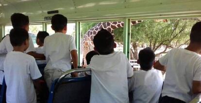 Niños del albergue Unacari, en Sonora, visitan un zoológico /Gobierno de Sonora.