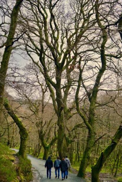 Bosques de Wicklow.