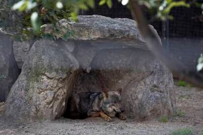 Uno de las lobos ibéricos del Zoo de Barcelona.