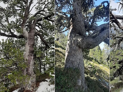 Tres de los árboles centenarios, pinos negros de montaña ('Pinus uncinata'), analizados en el estudio en el Parque Natural del Alto Pirineo.
