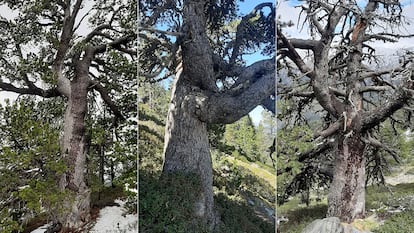 Tres de los árboles centenarios, pinos negros de montaña ('Pinus uncinata'), analizados en el estudio en el Parque Natural del Alto Pirineo.