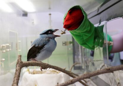 Un cuidador del zoo de Praga (República Checa) alimenta a raro ejemplar de urraca verde de Javan.