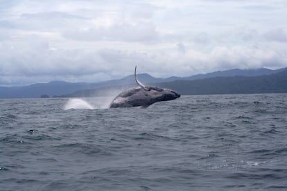 Ballenas jorobadas