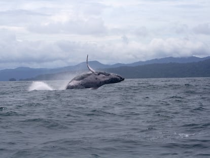 Ballenas jorobadas