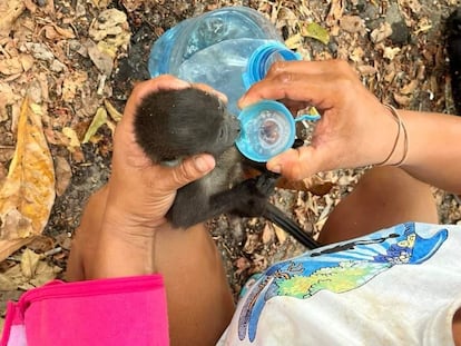 En la primavera de 2024 se produjo una gran mortandad de monos aulladores en el sur de México por una ola de calor. En la imagen, recuperación de una cría deshidratada.