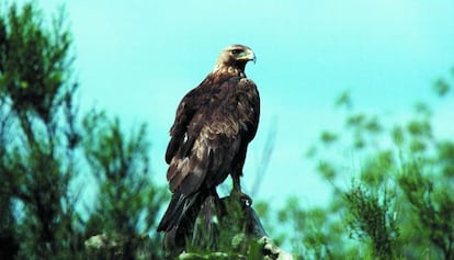 Un ejemplar de águila real.