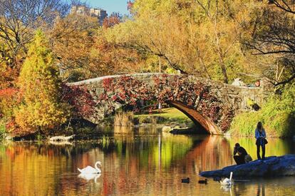 Una pareja fotografía a unos cisnes que nadan en el estanque de Central Park un día de otoño.