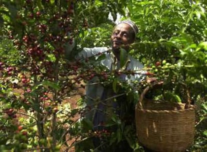 Un agricultor recolecta café en su granja cerca de Jimma (Etiopía).