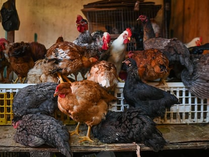 Pollos a la venta en un mercado en el Estado de Chiapas, el 1 de febrero de 2022.