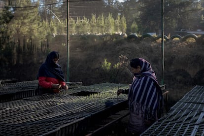 Mujeres purépecha trabajan en Cherán