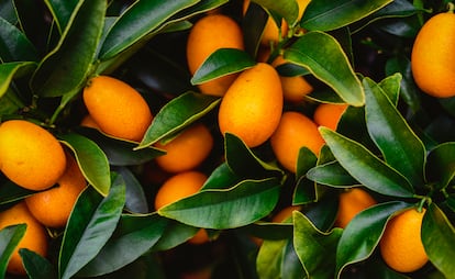 La belleza de los frutos ovales del kumquat nagami contrasta con el verde oscuro de sus hojas.