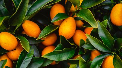 La belleza de los frutos ovales del kumquat nagami contrasta con el verde oscuro de sus hojas.