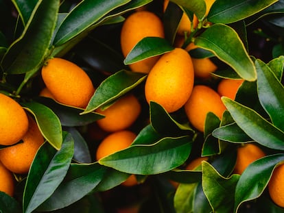 La belleza de los frutos ovales del kumquat nagami contrasta con el verde oscuro de sus hojas.