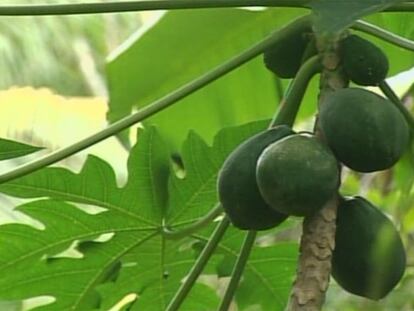 El jardín de las especias