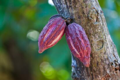 El cacao proviene principalmente de Camerún, Costa de Marfil y Ghana, y es elaborado en su mayoría por <a href="http://www.cedaf.org.do/publicaciones/guias/download/cacao.pdf" target=blank>EE UU y Países Bajos</a>. Las mazorcas (los frutos de la imagen) contienen semillas que se extraen, se limpian y se dejan fermentar hasta que adquieren el aroma, sabor y color del cacao. Después, se secan, se trituran y se tuestan. El siguiente paso es molerlos y prensarlos para separar el líquido (manteca de cacao) del sólido (torta de cacao, del que se obtiene el cacao en polvo). El chocolate se elabora mezclando los ingredientes, dependiendo de la receta que se quiera conseguir (con leche, con vainilla, con azúcar...) y se somete a distintas técnicas para que obtenga determinado brillo, textura u homogeneidad. <p>Aunque el chocolate sea el más famoso de los dulces, el sabor del cacao es amargo. Según el <a href="http://www.mapama.gob.es/es/ministerio/servicios/informacion/cacao_tcm7-315243.pdf" target=blank>MAPAMA</a>, la costumbre de endulzarlo (con azúcar, vainilla o canela) tiene más de cinco siglos. "Un convento en Oaxaca [México] y el Monasterio de Piedra, en Zaragoza, son los dos lugares, en América y Europa respectivamente, que parecen haber sido los primeros en poner en práctica por primera vez esa combinación".</p>