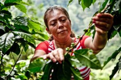 Lourdes Altamirano Blandón, productora de café de la comunidad de Jigüiña.